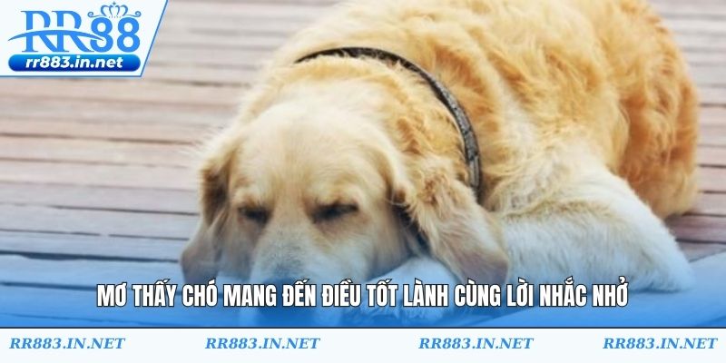 Mơ thấy chó mang đến điều tốt lành cùng lời nhắc nhở